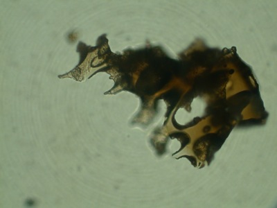 Tefra: glass fragment <1mm in size, observed under the microscope (500X)