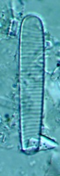 Diatomea specie Fragilariopsis Curta
