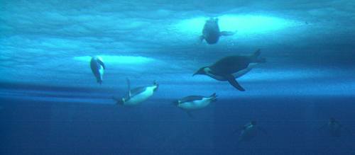 A group of emperor penguins swim at Penguin Ranch, as seen through the underwater observation tube.