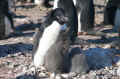pinguino di adelia.jpg (87238 byte)